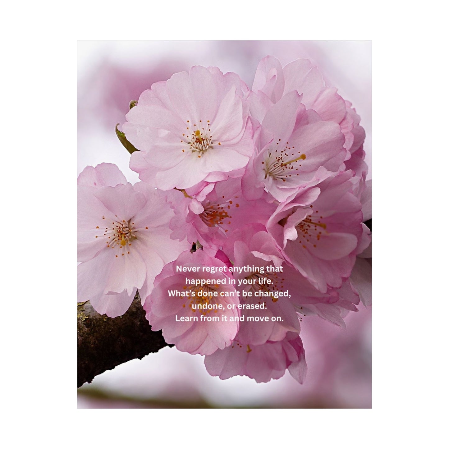 Matte Poster — Pink Cherry Blossoms with Inspirational Quote