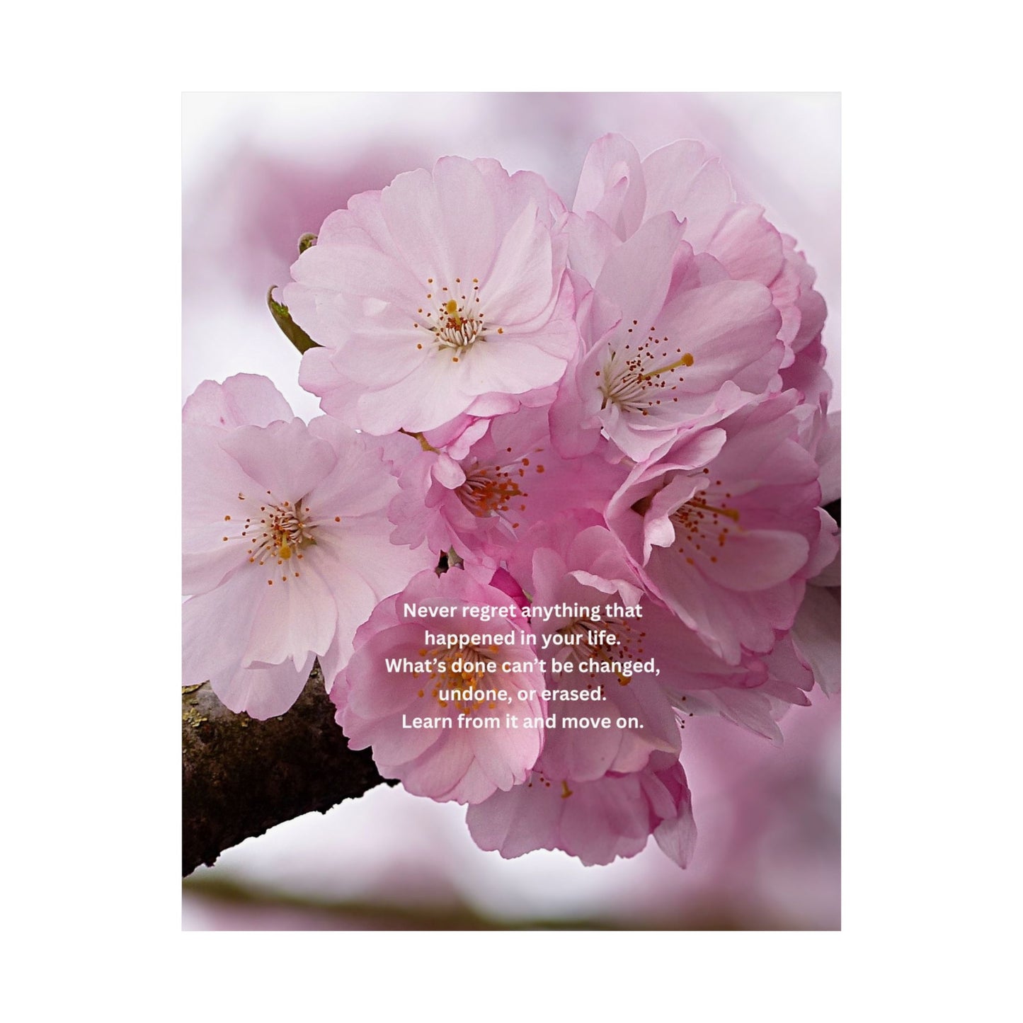 Matte Poster — Pink Cherry Blossoms with Inspirational Quote