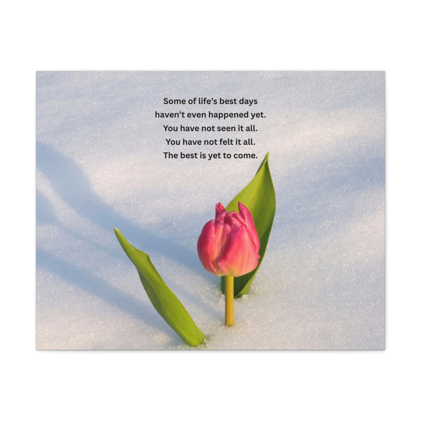 Canvas Wall Art – Inspirational Tulip Quote "Some of life's best days..."